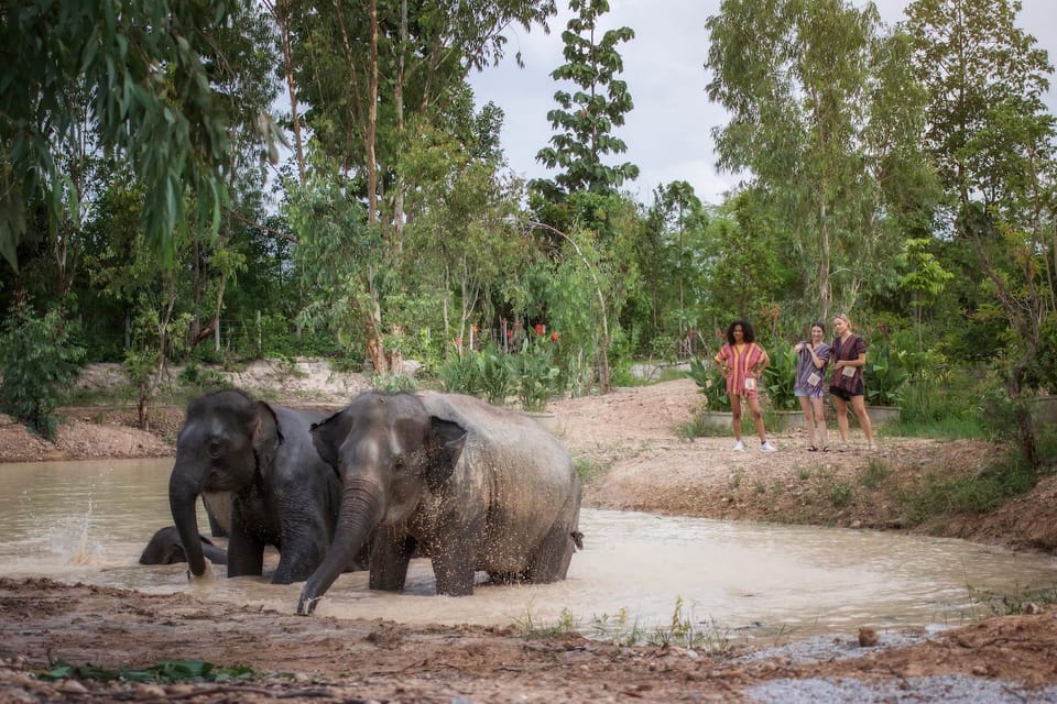 Chiang Mai: Ethical Elephant Encounter Feeding Program - Time in the Natural Habitat: Calm Beats Crowds