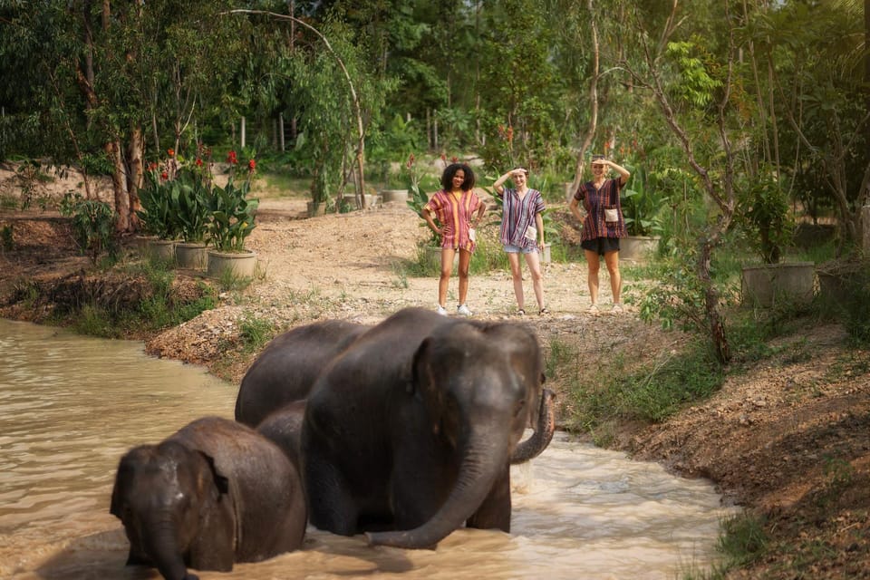 Chiang Mai: Ethical Elephant Encounter Feeding Program - Price and Value: Why $22 Can Make Sense