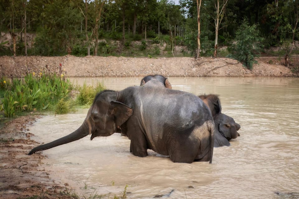 Chiang Mai: Ethical Elephant Encounter Feeding Program - What Ethical Elephant Interaction Looks Like Here