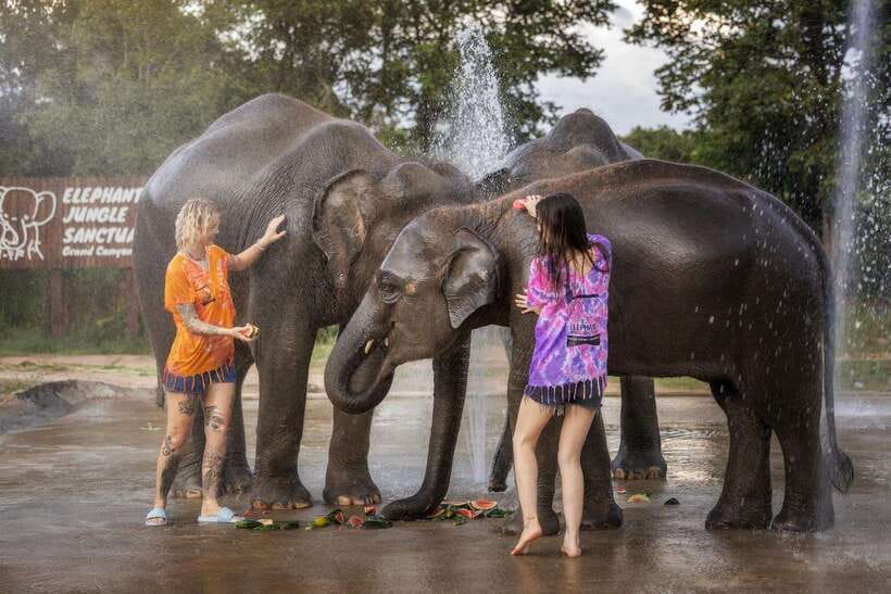 Chiang Mai: Ethical Elephant Feeding & Shower Program - Key highlights to know before you go