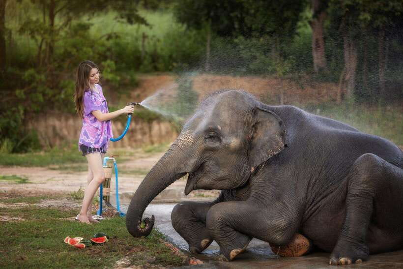 Chiang Mai: Ethical Elephant Feeding & Shower Program - What happens at the elephant shower (and how to stay comfortable)