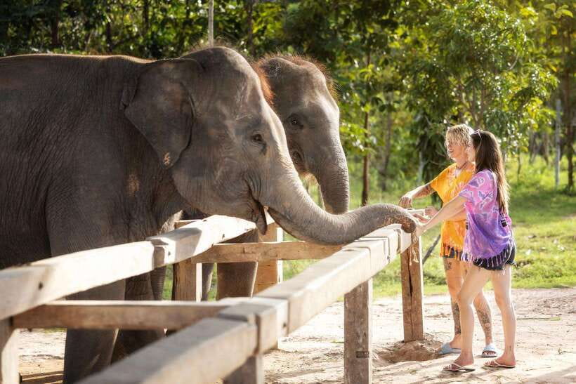 Chiang Mai: Ethical Elephant Feeding & Shower Program - The elephant poop paper class: small lesson, big meaning