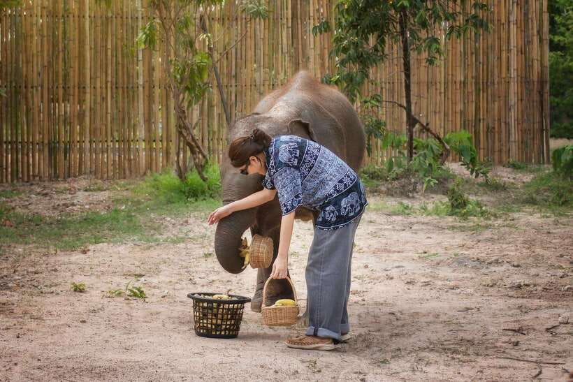 Chiang Mai: Ethical Elephant Feeding & Shower Program - Meeting points, timing, and what to plan around