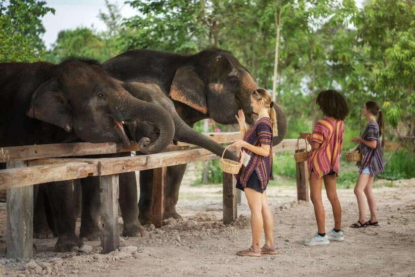 Chiang Mai: Ethical Elephant Feeding & Shower Program - What to bring: your wet-and-sunny-day checklist
