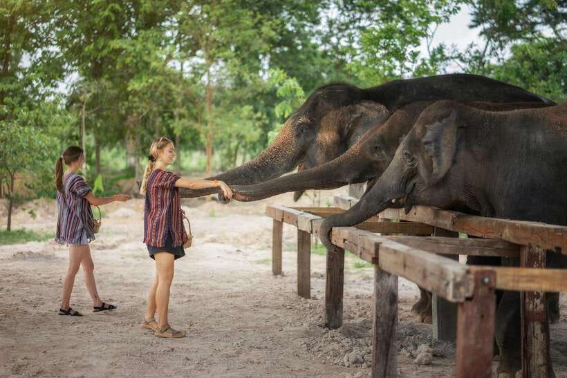 Chiang Mai: Ethical Elephant Feeding & Shower Program - Who this is best for (and who should consider alternatives)