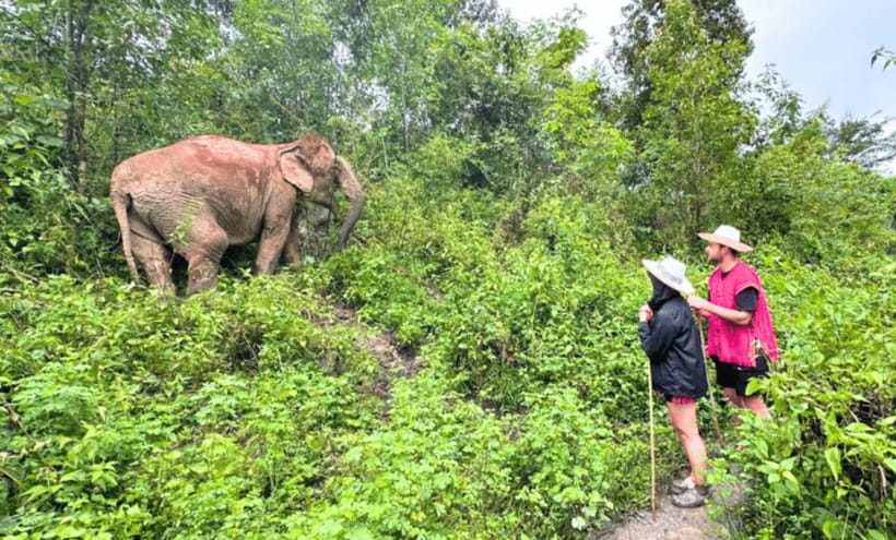 Chiang Mai: Ethical Half Day Elephant Sanctuary & Waterfall - The waterfall pause: swim nearby, tea on hand, and no elephant bathing