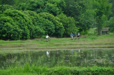 Chiang Mai Fields of Gold Cycling Tour - Rice fields and real countryside timing: when the gold actually happens