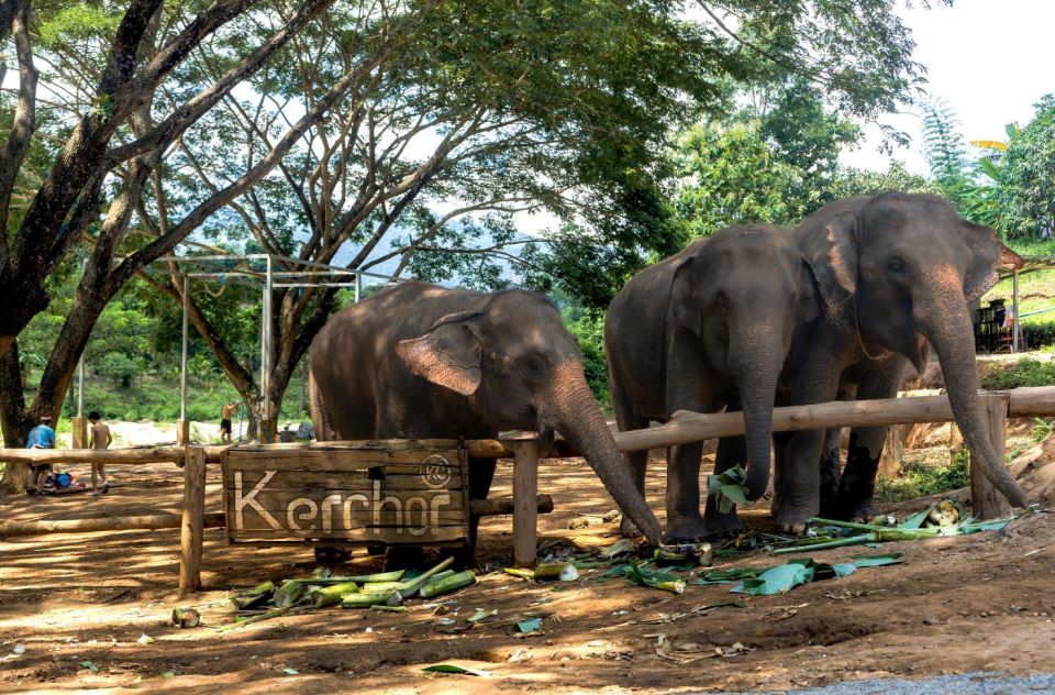 Chiang Mai: Full-Day Kerchor Elephant Eco Park Tour & Trek - Guides, Group Size Feel, and What the Day Teaches You