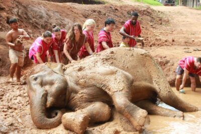 Chiang Mai: Full-Day Kerchor Elephant Eco Park Tour & Trek - Getting to Kerchor from Chiang Mai: Pickup, Timing, and the Day Rhythm