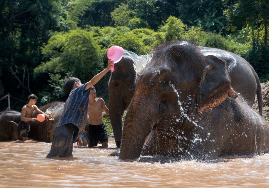 Chiang Mai: Full-Day Kerchor Elephant Eco Park Tour & Trek - Elephant Time Without Riding: Feeding, Walking, and Bathe Watching