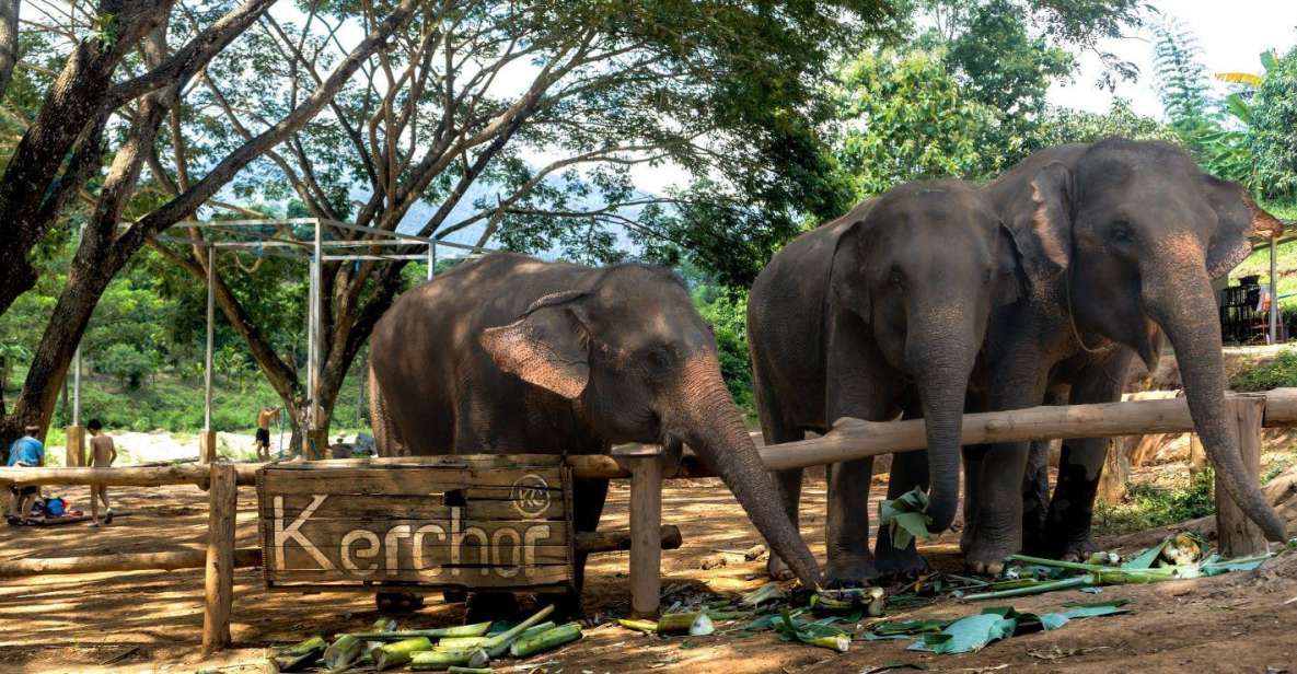 Chiang Mai: Full-Day Kerchor Elephant Eco Park Tour & Trek - Herbal Medicine Balls and Sugar Cane Prep: The Messy, Meaningful Part