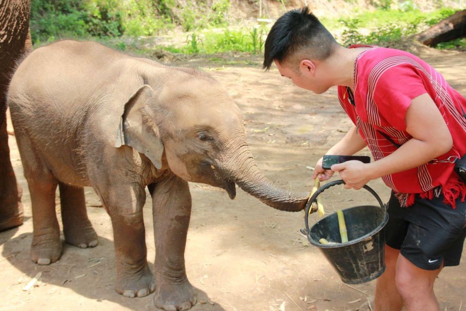 Chiang Mai: Full-Day Kerchor Elephant Eco Park Tour & Trek - Lunch at the Park: Fuel Up Before Rafting and the Waterfall