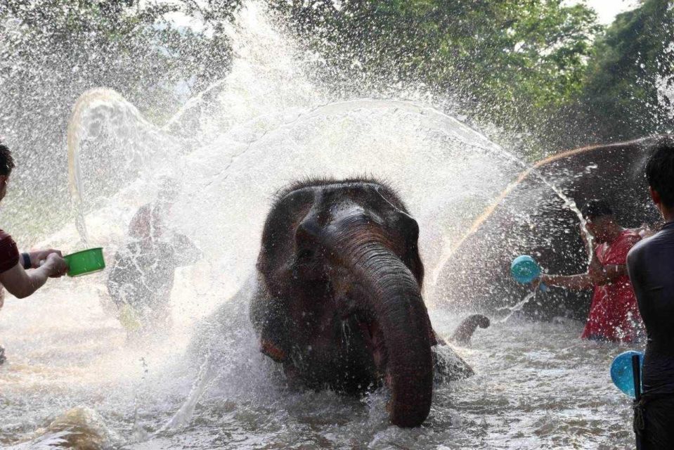 Chiang Mai: Full-Day Kerchor Elephant Eco Park Tour & Trek - Bamboo Rafting on Traditional Rafts: Wet, Wiggly, and Fun