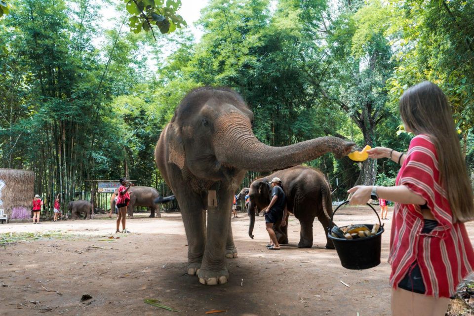 Chiang Mai: Full-Day Kerchor Elephant Eco Park Tour & Trek - Waterfall Trek and Swim: Great Views, Real Footing, Cold Water