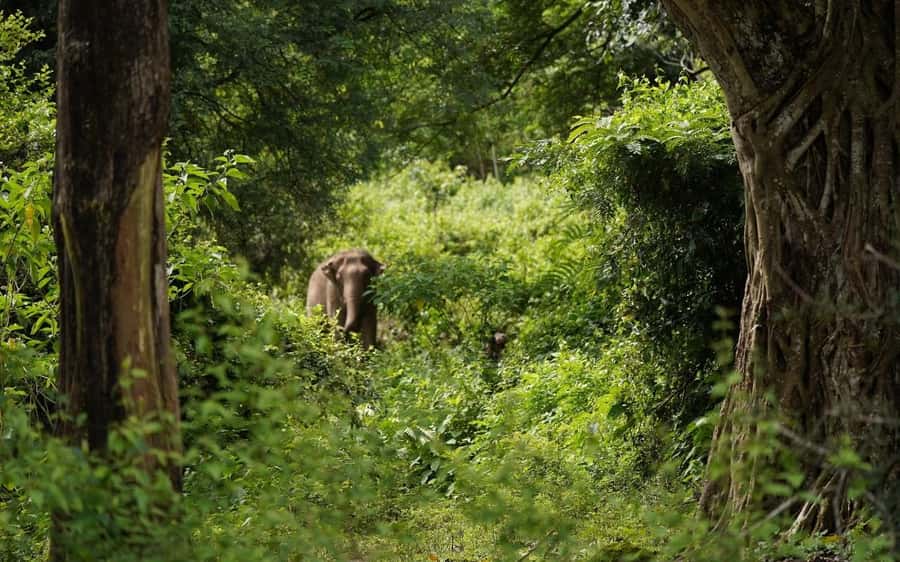 Chiang Mai Half-Day Adventure: River Tubing & Waterfall - Key Things That Make This Adventure Worth Your Time
