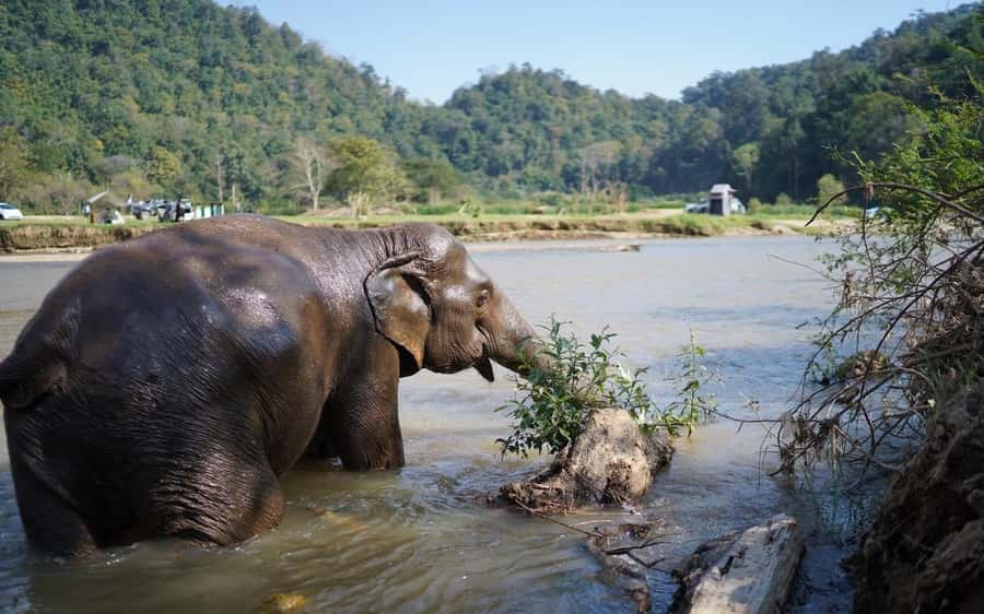 Chiang Mai Half-Day Adventure: River Tubing & Waterfall - Getting To The Mae Taeng River: Smooth Pickup, Real Jungle Time