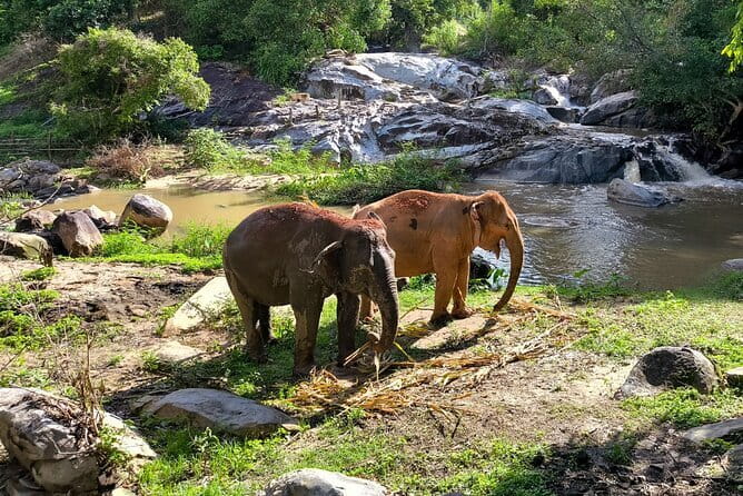 Chiang Mai Half Day Elephant Sanctuary Observation and Waterfall - Key Highlights You’ll Feel From Start to Finish