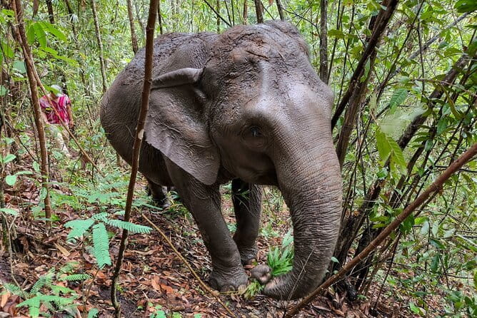 Chiang Mai Half Day Elephant Sanctuary Observation and Waterfall - Elephant Sanctuary Day Trip: What It Actually Feels Like