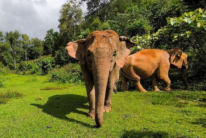 Chiang Mai Half Day Elephant Sanctuary Observation and Waterfall - The Waterfall Break: Cooling Off After the Hike