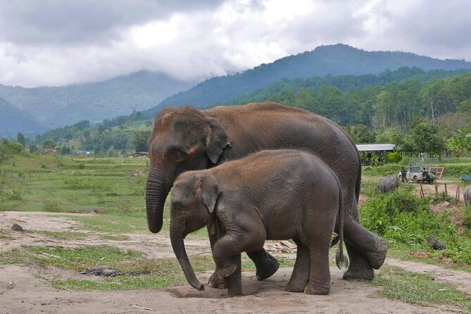 Chiang Mai Half Day Elephant Sanctuary Observation and Waterfall - Lunch and Drinks: A Real Value Add, Not a Last-Minute Sandwich