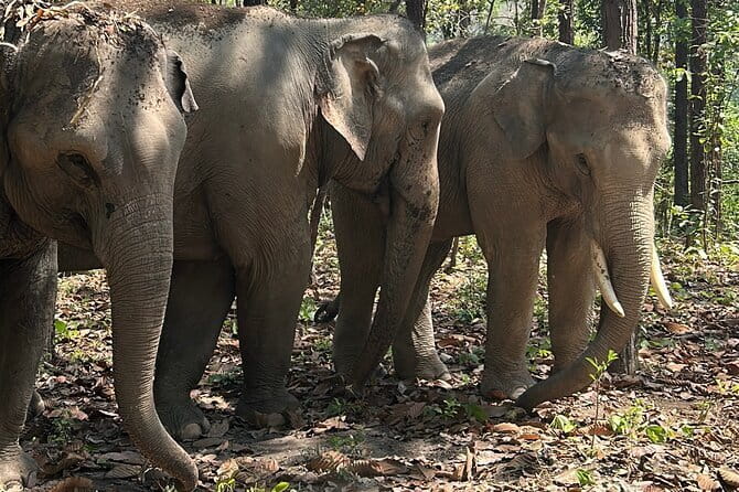 Chiang Mai Half Day Tour: Doi Inthanon Elephant Sanctuary - Ethical elephants at Doi Inthanon: what you’re really signing up for