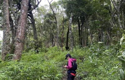 Chiang Mai: Hmong Village, Doi Suthep and Wat Pha Lat Trek - Monk’s Trail Trek: Where Chiang Mai Gets Quiet