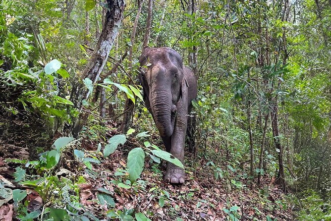 Chiang Mai: Inthanon, Elephant Sanctuary Observation & Waterfall - Key Points Worth Your Time