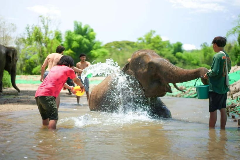 Chiang Mai: Jungle Jumbo Elephant Sanctuary with Waterfall - Key Things to Know Before You Go