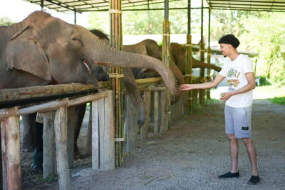 Chiang Mai: Jungle Jumbo Elephant Sanctuary with Waterfall - Jungle Walk and Secret Waterfall Swim: Plan for Seasonal Reality