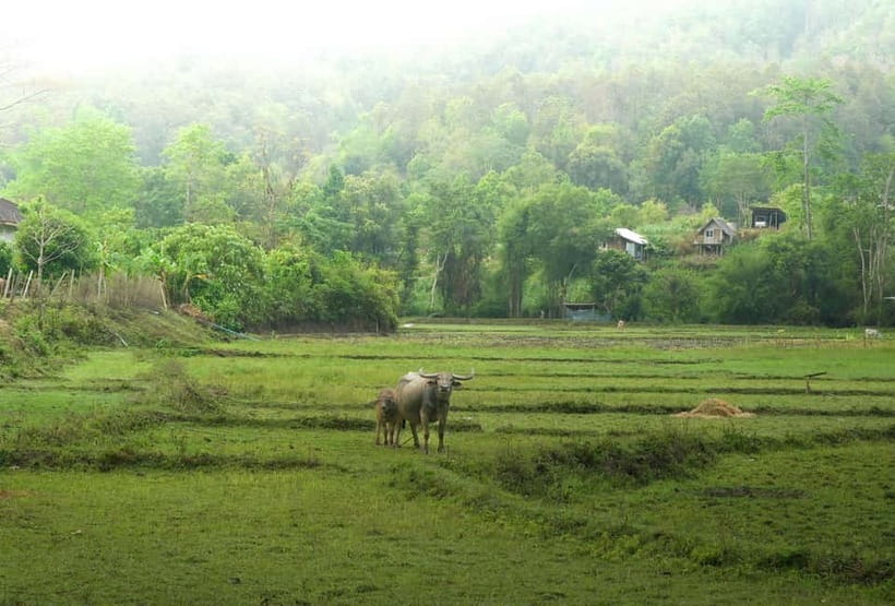 Chiang Mai: Jungle Jumbo Elephant Sanctuary with Waterfall - Thai Village Stop: A Short Cultural Detour With Real-World Hooks