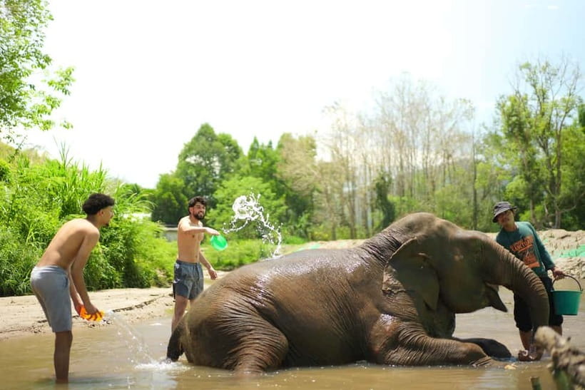 Chiang Mai: Jungle Jumbo Elephant Sanctuary with Waterfall - Ethics, Animal Safety, and How to Get the Best Experience