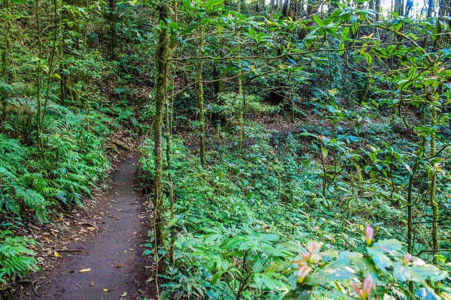 Chiang Mai: Kew Mae Pan Nature Trail & Doi Inthanon Day Trip - What to bring (and what not to wear) for the trail and pagodas