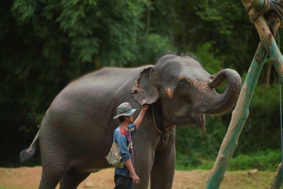 Chiang Mai: National Elephant Care, Rafting, & Ziplines Trip - Price and Value: Why $51 Can Make Sense