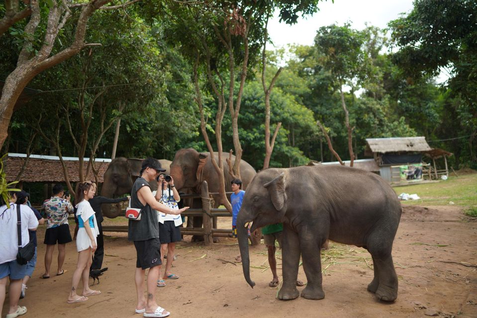 Chiang Mai: National Elephant Care, Rafting, & Ziplines Trip - National Elephant Care: What You See Up Close