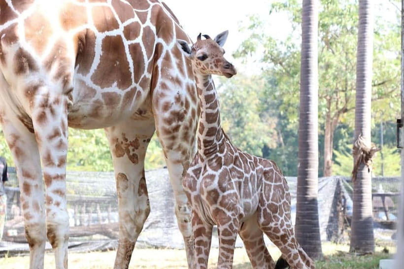 Chiang Mai Night Safari: Entry Ticket with Tram Ride - Ethical night safari style: what makes it feel better than a typical zoo night
