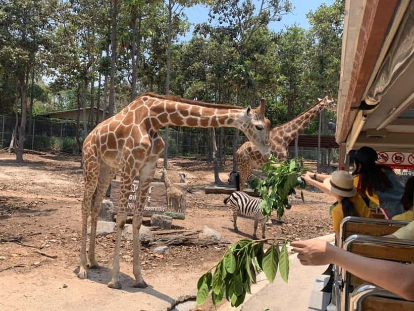 Chiang Mai Night Safari Ticket & Tram Rides Optional Pickup - Who this evening safari suits best