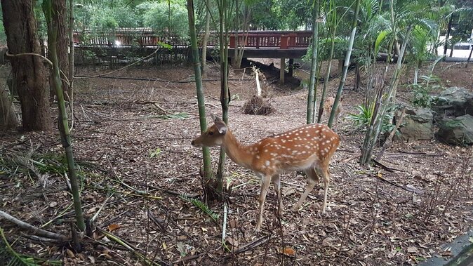 Chiang Mai Night Safari Tour including Transfer (Minimum 2 pax) - Key things worth knowing before you go
