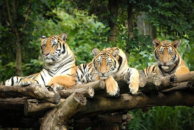 Chiang Mai Night Safari Tour including Transfer (Minimum 2 pax) - A Night Zoo That’s Built for After Dark in Chiang Mai