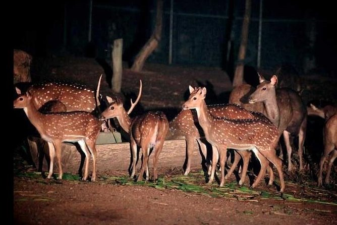 Chiang Mai Night Safari Tour including Transfer (Minimum 2 pax) - Photo Moments: How to Get Them Without Turning the Whole Night Into Work