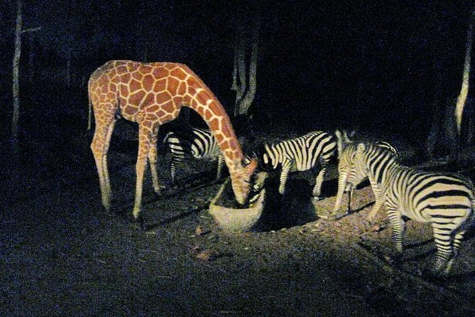 Chiang Mai Night Safari Tour including Transfer (Minimum 2 pax) - Group Size, Timing, and Meeting Point Reality Checks