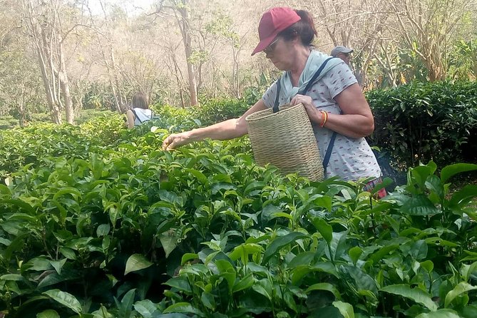 Chiang Mai Private Tour with Tea Plantation, Karen Village, Doi Suthep - Getting From Hotel Pickup to Drop-Off Without Wasting Time
