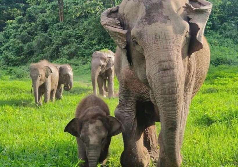 Chiang Mai | TeeTee Elephant Home Elephant Care Half-Day - Key points before you go