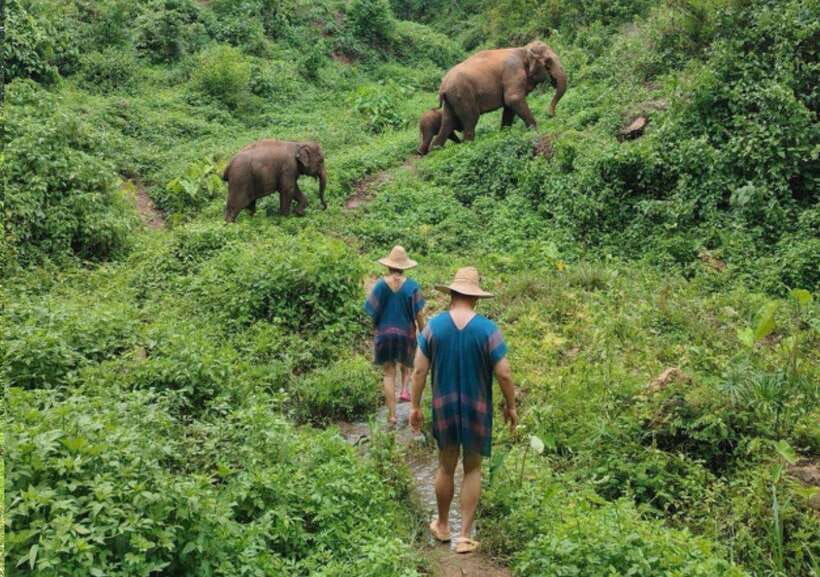 Chiang Mai | TeeTee Elephant Home Elephant Care Half-Day - Who should choose the half-day (and who may want full day)