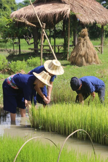 Chiang Mai: Thai Buffalo and Rice Planting Experience - Key points at a glance