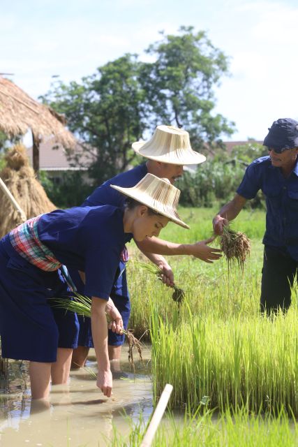 Chiang Mai: Thai Buffalo and Rice Planting Experience - Cutting Grass for Riam Thai Buffalo: The Most Lively Part