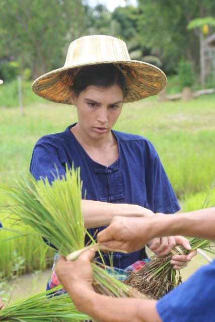 Chiang Mai: Thai Buffalo and Rice Planting Experience - Rice Planting Work You Can Actually Try