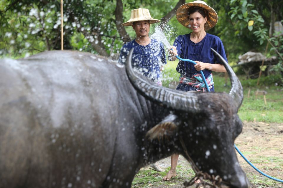 Chiang Mai: Thai Buffalo and Rice Planting Experience - What Makes the Instructor Time Worth It