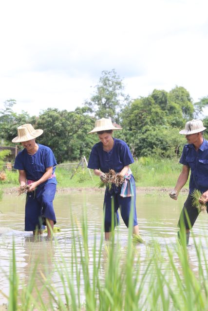 Chiang Mai: Thai Buffalo and Rice Planting Experience - Price and Value: Is $57 a Good Deal?