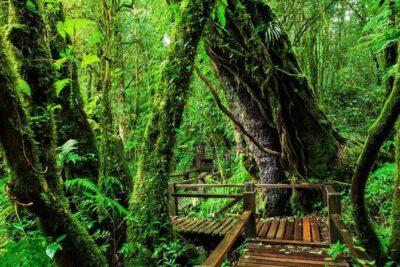 Chiang Mai to Doi Inthanon Full Day Shared Tour - Wachirathan Falls and Sirithan Falls: the park’s main waterfall hits