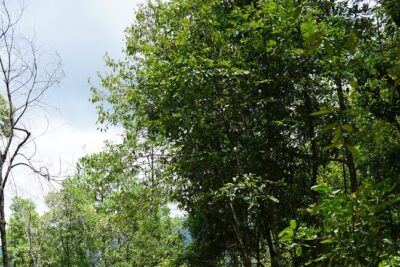 Chiang Mai Trekking Tour :Full day (no rafting) - The 7:30am start: timing, transport, and how long it really feels